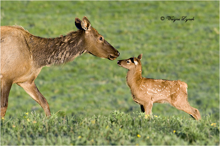 Mother Elk & Calf 102 by Dr. Wayne Lynch ©